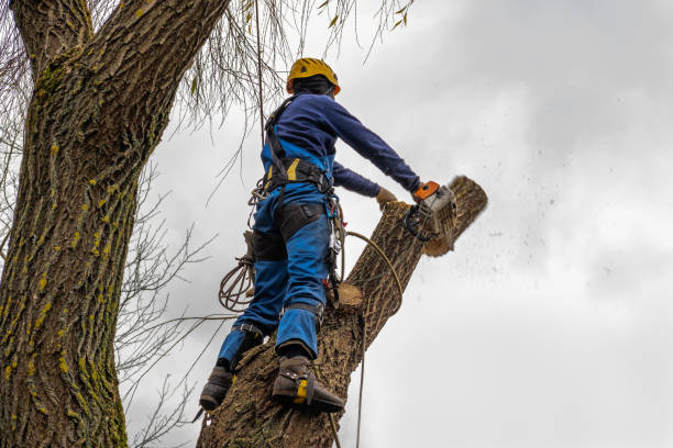 Best Affordable Tree Cutting  in Monroe, WA